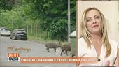 Cinghiali, gabbiani e capre: Roma è uno zoo?