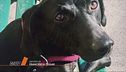 Benno, un cane come alibi