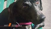 Benno, un cane come alibi