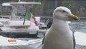 Portofino festante