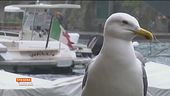 Portofino festante