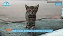 Chiama, se ami, il 45589