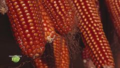 Puntata del 26 dicembre