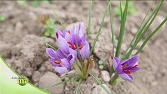 Puntata del 12 dicembre | Prima parte