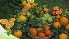 Puntata del 26 dicembre