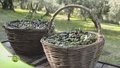 95 sfumature di olive