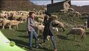 L'allevamento di pecora Zerasca di Cinzia