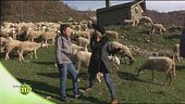 L'allevamento di pecora Zerasca di Cinzia