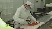 La produzione della trota