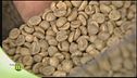 Le molte varietà di caffè
