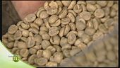 Le molte varietà di caffè