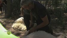 La tosatura delle pecore