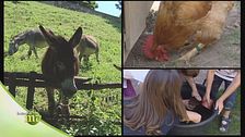 Una fattoria speciale