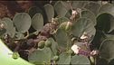 Il cappero di Pantelleria