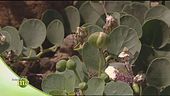 Il cappero di Pantelleria