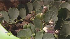Il cappero di Pantelleria