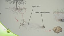 La simbiosi tra tartufo, natura e animali