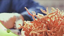 La lavorazione del corallo
