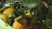 Le erbe officinali per profumi