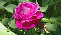 Sfumature di rosa
