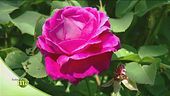 Sfumature di rosa