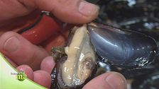 Allevamento di cozze e vongole