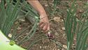 Ortaggi e verdure biologiche