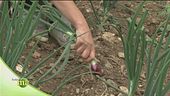 Ortaggi e verdure biologiche