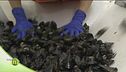 Cozze e vongole, la purificazione del prodotto