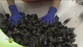Cozze e vongole, la purificazione del prodotto