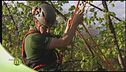 Il tree climber