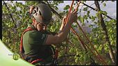 Il tree climber
