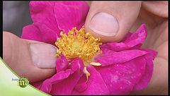 La trasformazione di piante in farmaci naturali