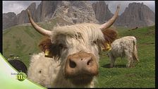 Eroi di montagna