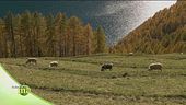 Maso Val Senales