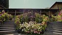 Un tripudio di piante e di fiori