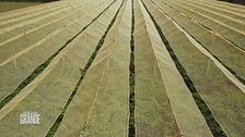 Nuccio Caffo: Il segreto del successo