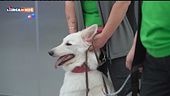 L'Educa-Cani