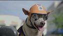 Lo speedy dog