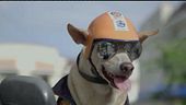 Lo speedy dog