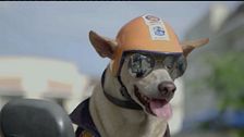 Lo speedy dog