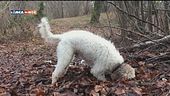L'educa-cani