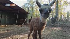 Lama in Toscana?