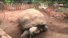 Le testuggini nel Bioparco di Roma