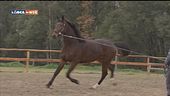 Il cavallo maremmano