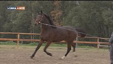 Il cavallo maremmano