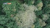 L'albero più bello d'Europa