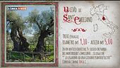 Alberi patriarchi