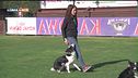 L'educa-cani