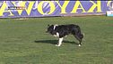 L'educa-cani